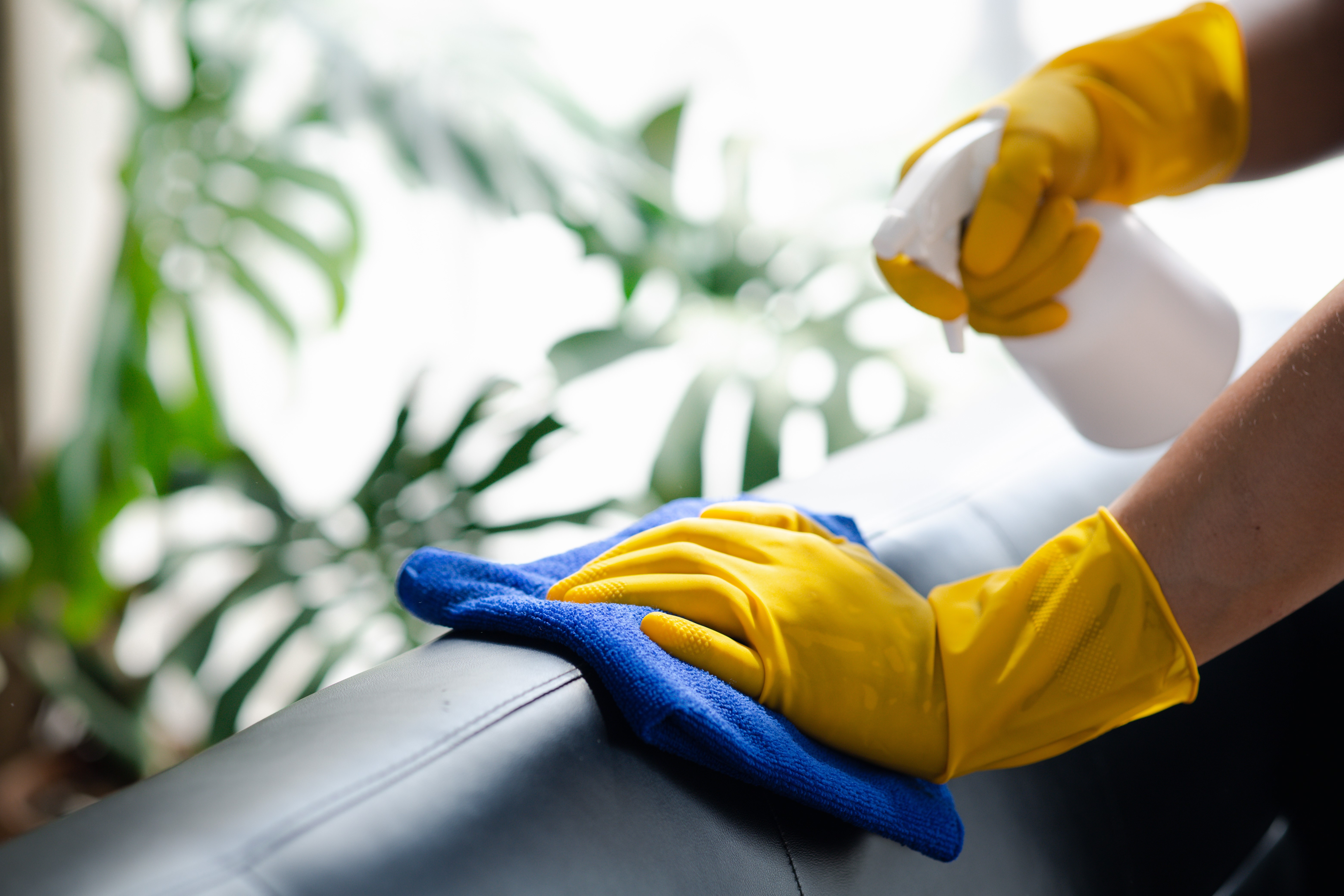 Hände in gelben Putzhandschuhen putzen mit einem Mikrofasertuch und einer Sprühflasche eine Ledercouch